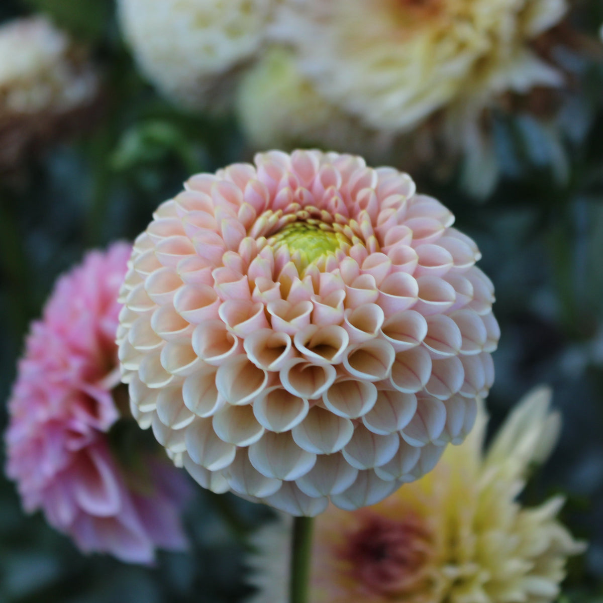 KA's® Honeycomb