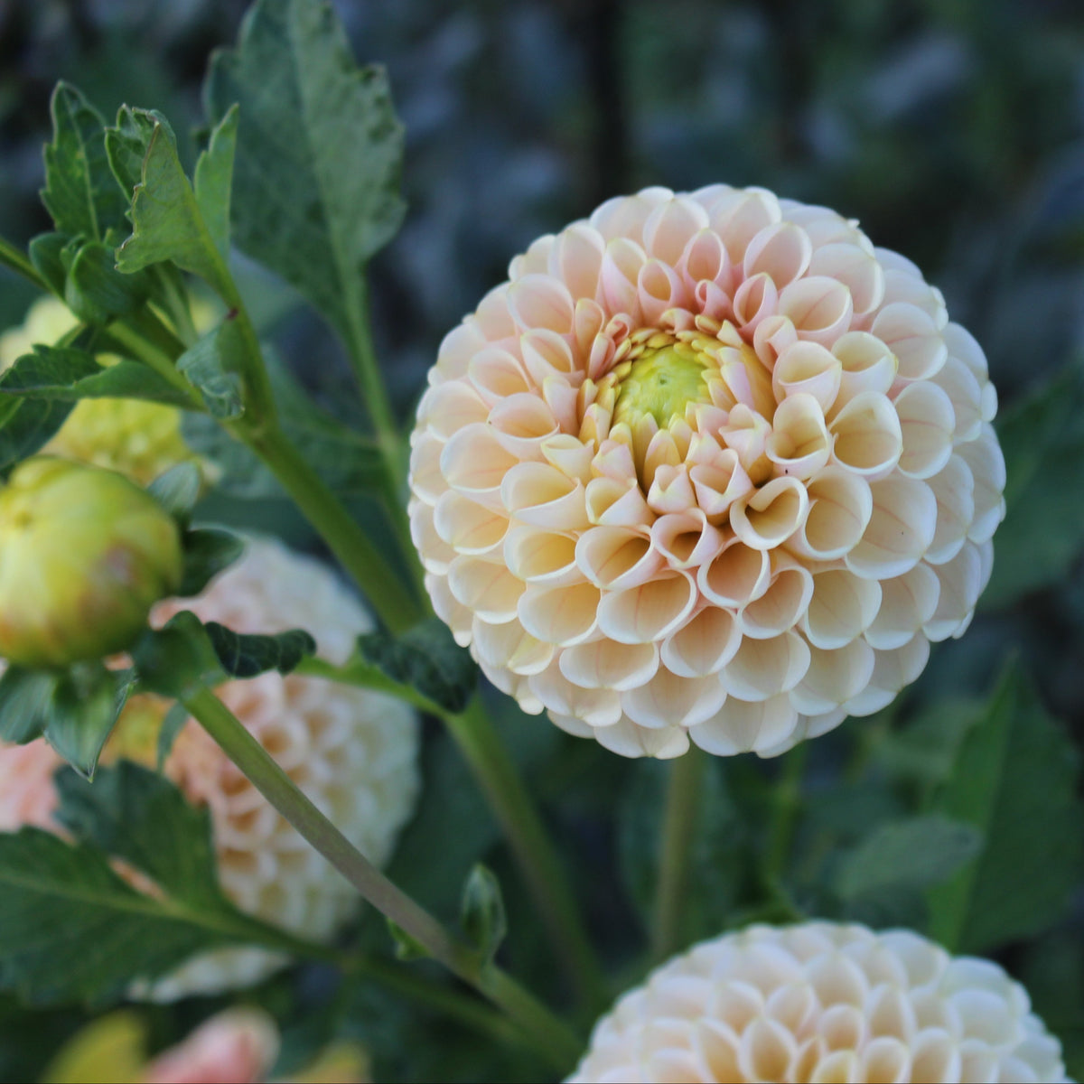 KA's® Honeycomb