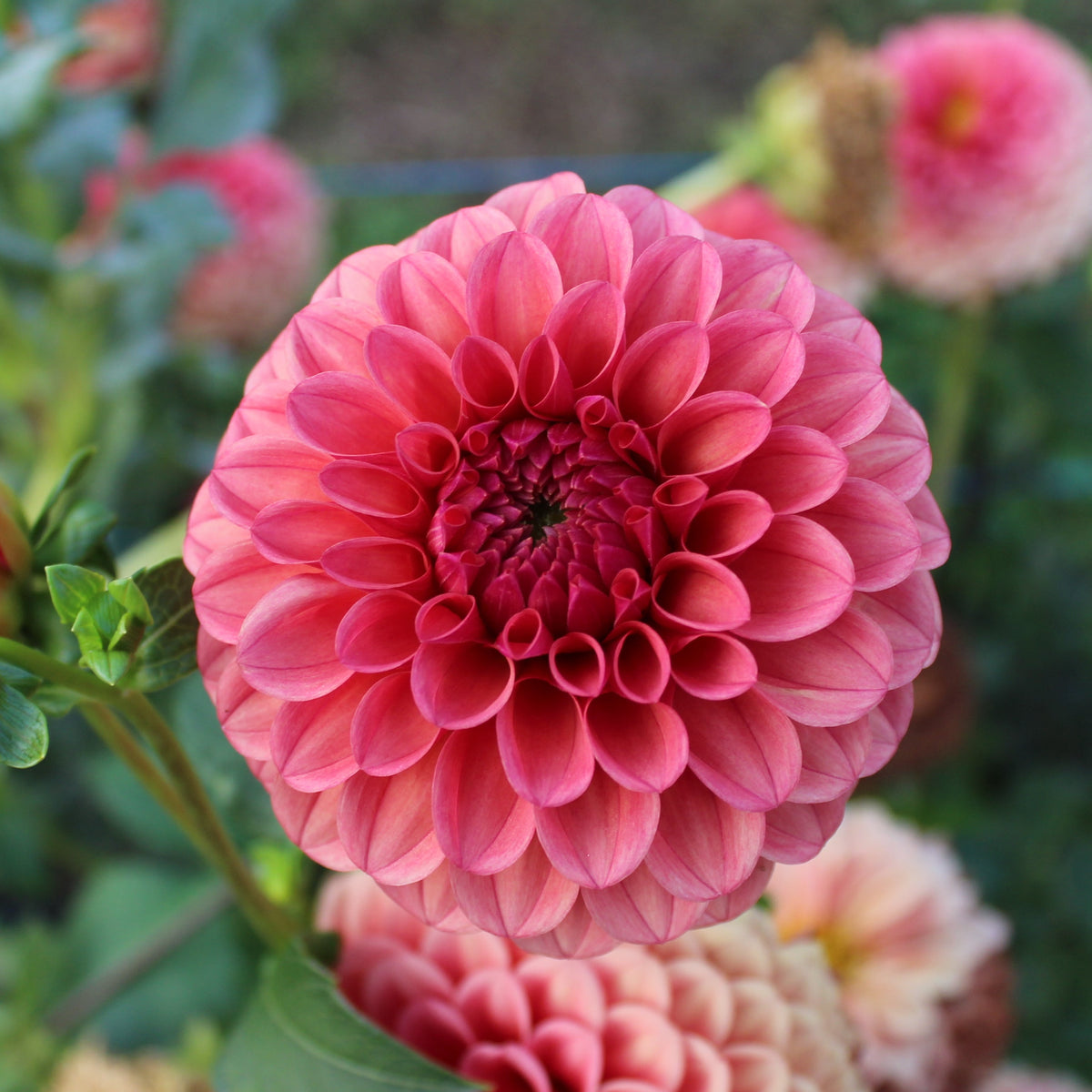 KA's® Blood Orange