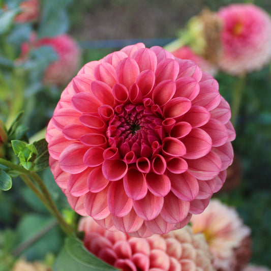 KA's® Blood Orange