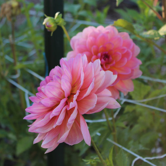Sandia Rose