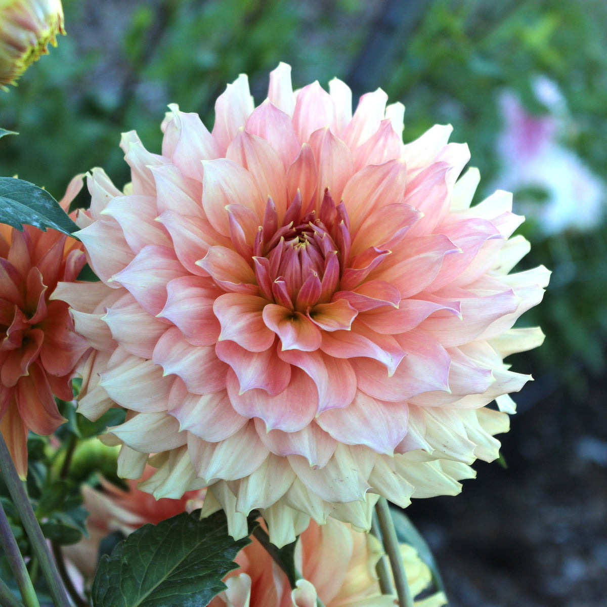 Peach Bud