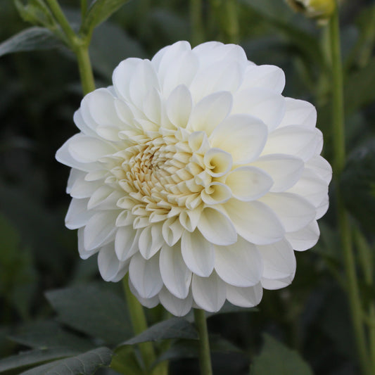 Brookside Snowball
