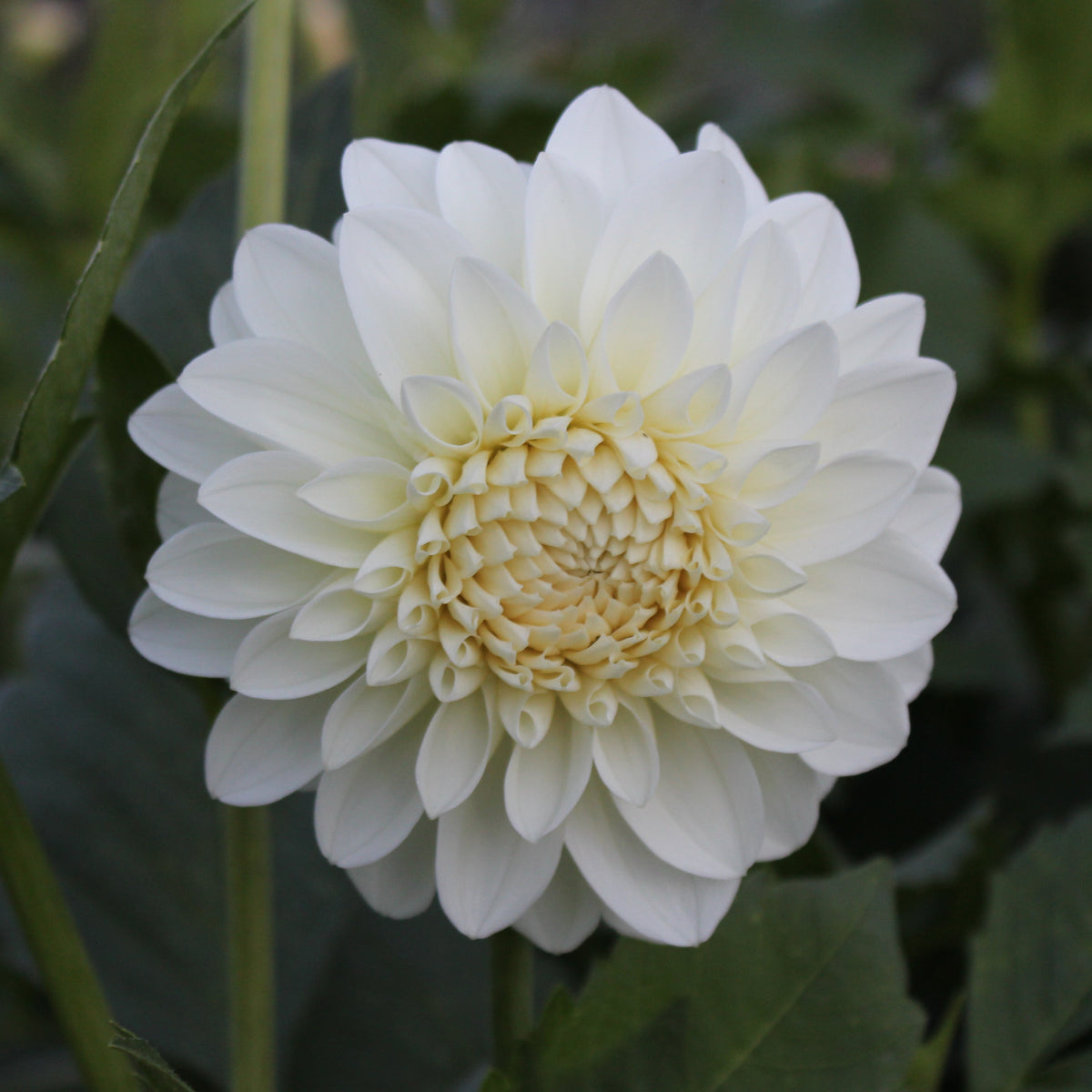 Brookside Snowball