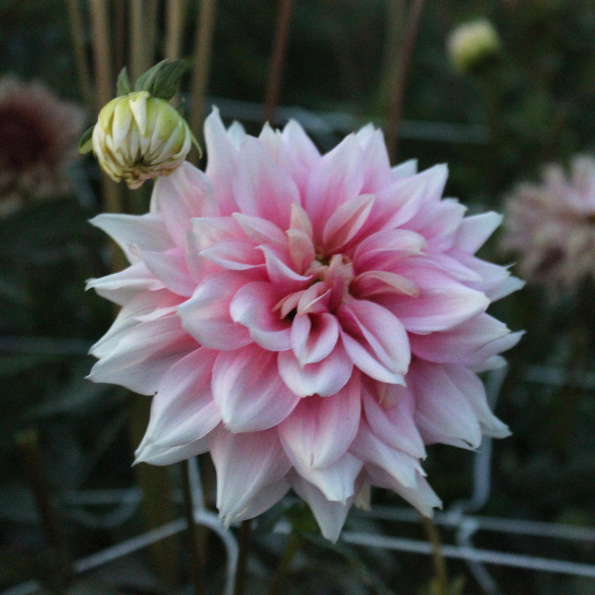 Lee's Rosalynn