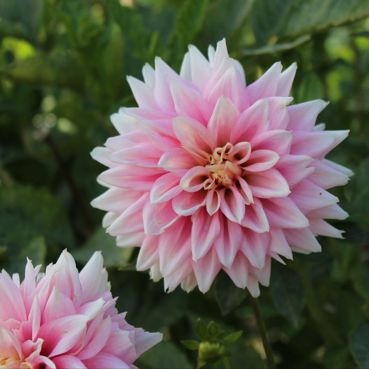 Lee's Rosalynn
