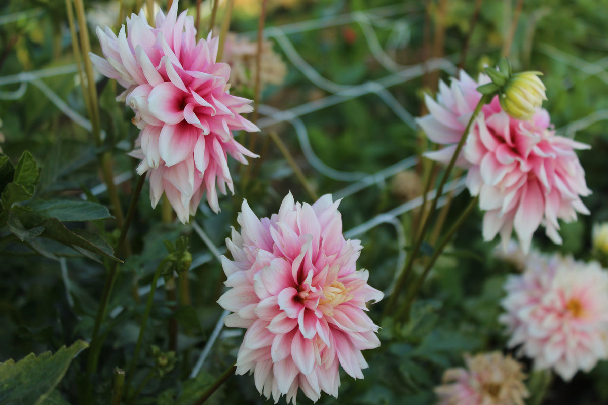 Lee's Rosalynn